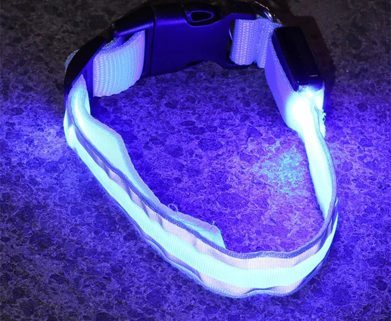LED dog collar glowing on a dark surface