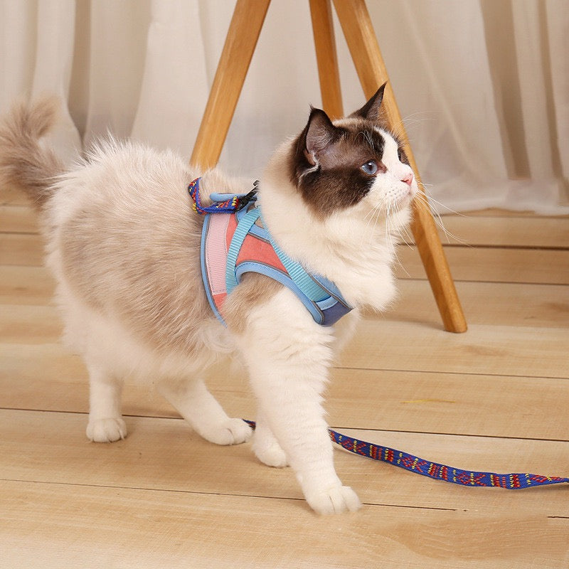 Cat wearing a colorful harness and leash on a wooden floor