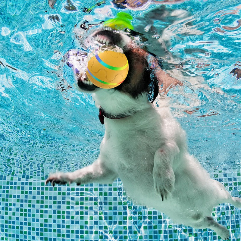 Dog playing with a ball in a pool