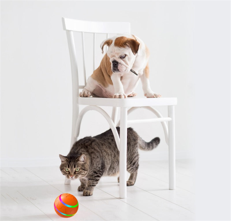 Dog and cat on a white chair with a colorful ball on the floor.