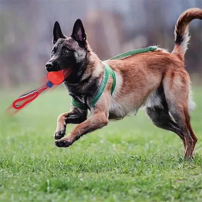 Dog running on grass with a red toy in its mouth