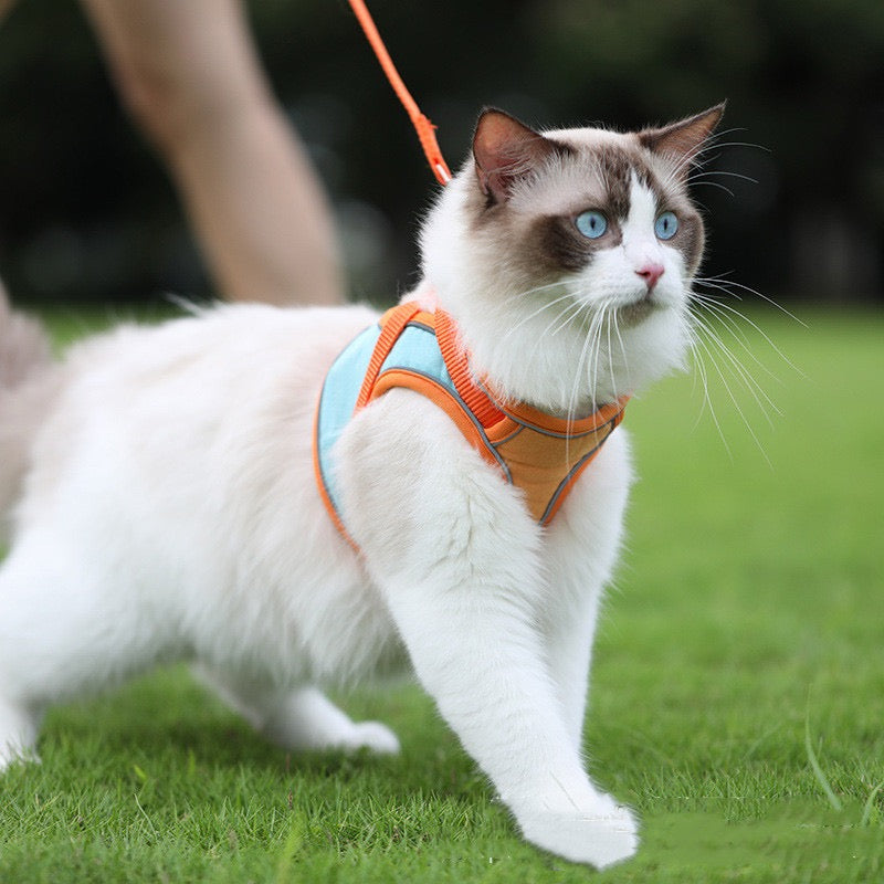 Cat wearing an orange harness and leash on a grassy field