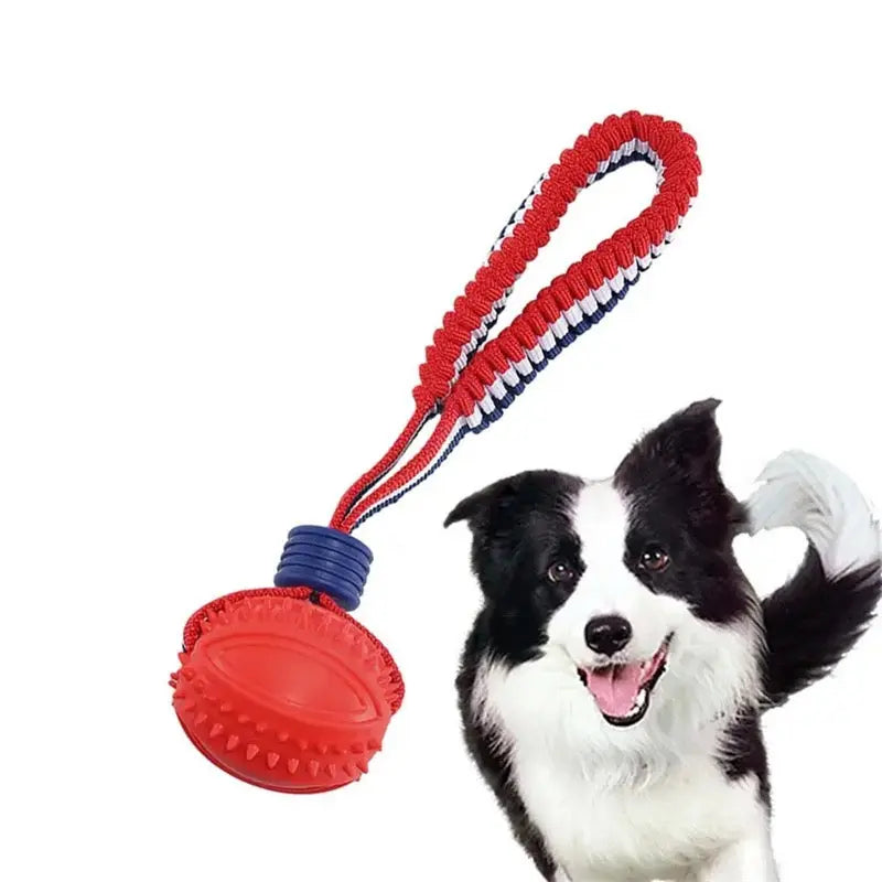 Dog toy with red ball and blue handle next to a black and white dog on a white background
