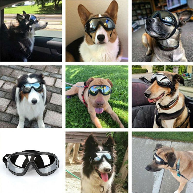 Collage of dogs wearing goggles in various settings