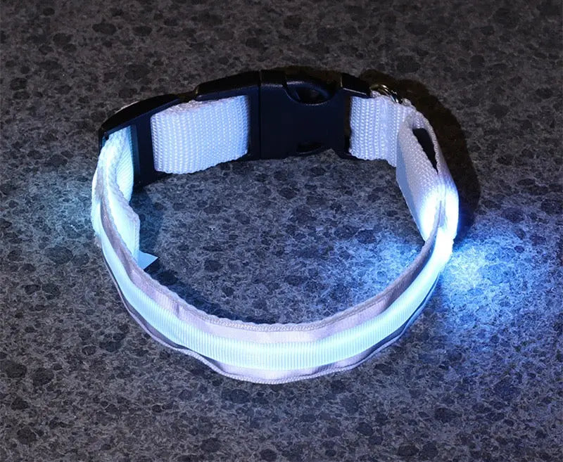 Reflective dog collar glowing on a dark surface