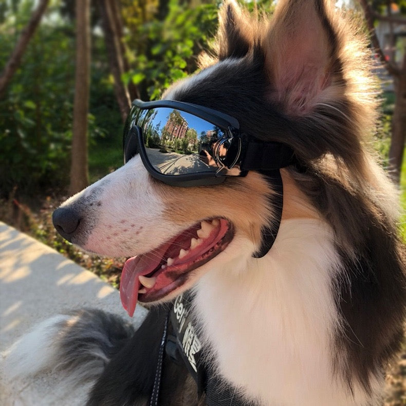Dog wearing sunglasses with a blurred background