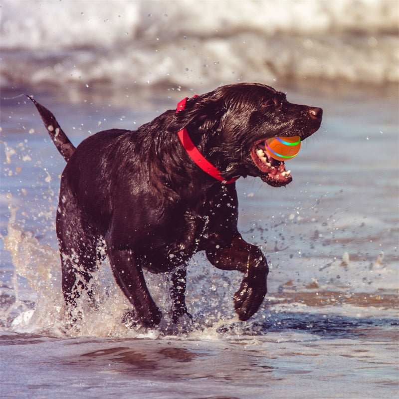 Black dog running on a beach with a colorful ball in its mouth
