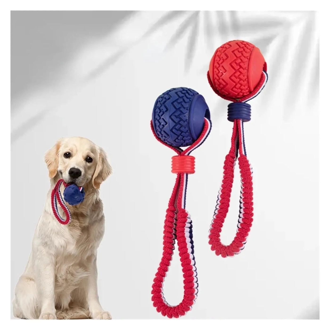 Dog sitting next to two dog toys, one blue and one red, on a white background
